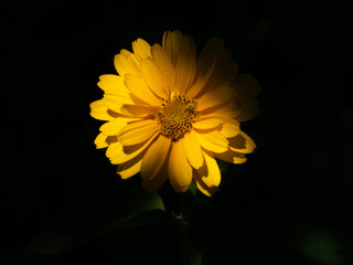 Closeup photo of a yellow heliopsis flower against a dark green background