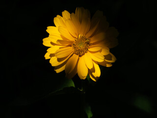 Closeup photo of a yellow heliopsis flower against a dark green background