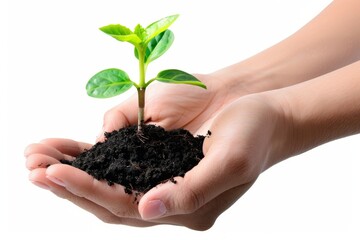 Plant in hands isolated, young sprout, new plant growing in soil, organic farming, environment care, earth day