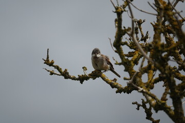 male common whitethroat (Sylvia communis)