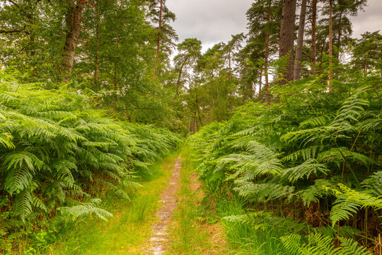 Les foug&egrave;res de la For&ecirc;t d'Ermenonville au printemps