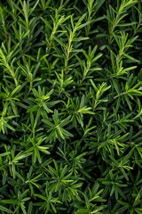 Fresh rosemary twig texture background, green rosemary sprig pattern, seasoning twigs banner