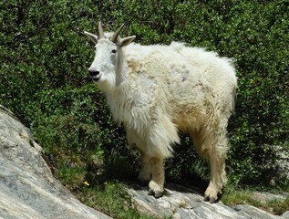 Fototapeta premium a rocky mountain mountain goat standing on a granite boulder in the blue mesa wildreness area in the rocky mountains near breckenridge, colorado