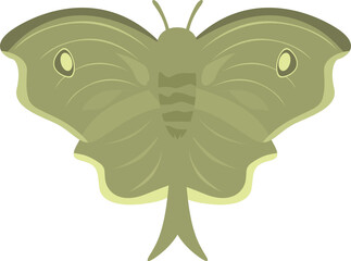 Green luna moth spreading its wings on white background