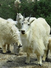 Fototapeta premium a group of rocky mountain mountain goats on a dirt road in the blue mesa wilderness area in the rocky mountains near breckenridge, colorado