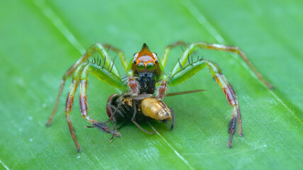 spider on leaf