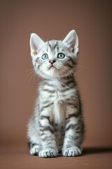 Obraz premium Cute tabby kitten sitting and looking up, adorable silver tabby cat with big eyes on a brown background. Perfect for pet, animal, and cuteness themes.