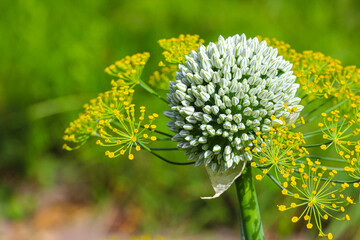 Single inflorescences, a flower of onion and dill in the rays of the morning sun. The concept of a good harvest, agriculture. World food crisis.