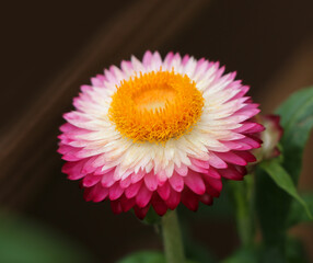 Close up of Pink Strawflower 0517