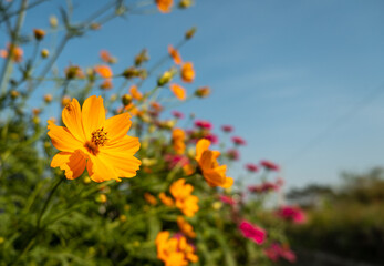 Close-up Beautiful Mexican Aster or Cosmos sulphureus ( kenikir sulfur ), Cosmos Caudatus, Cosmos Flower bright orange blooming in the garden. Selective focus.