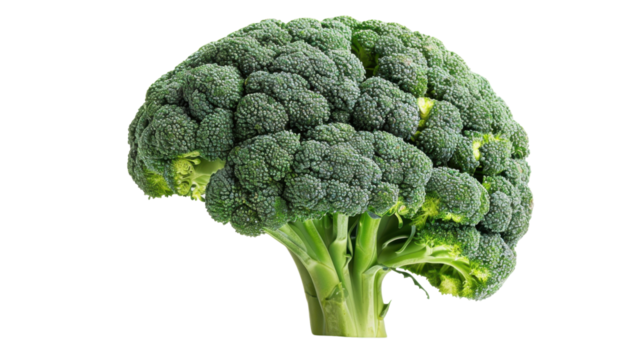 Human brain cortex made from broccoli vegetable on white background
