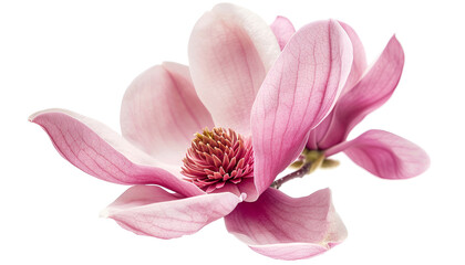 Fototapeta premium Pink magnolia flower isolated on white background with full depth of field