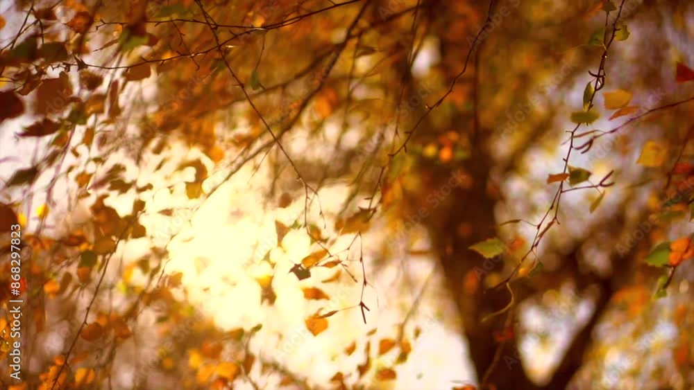 Poster Autumn background. Beautiful birch tree with colorful leaves swirling, fluttering in the wind on a tree, abstract backdrop with sun flares. Orange, red and yellow colors. Slow motion