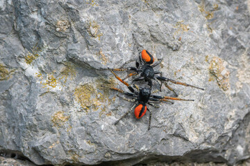 Two male jumping spiders Philaeus Chrysops measure their strength.