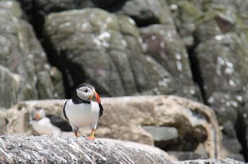A Puffin Seabird Stood on a Coastal Rock Face.