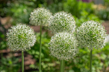 Zierlauch (Allium)