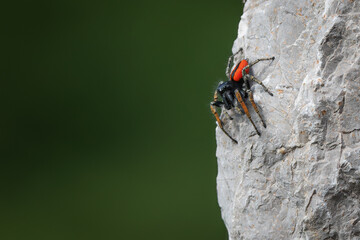 A male jumping spider Philaeus Chrysops on a stone wall..