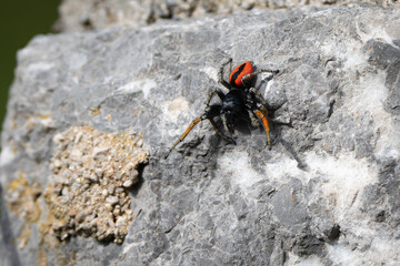 A male jumping spider Philaeus Chrysops on a stone wall..