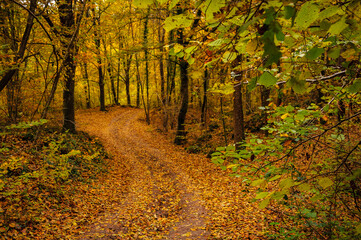 Fageda d'en Jordà beech forest, in autumn (Garrotxa, Catalonia, Spain, Pyrenees)