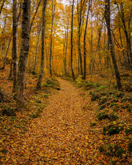 Fageda d'en Jordà beech forest, in autumn (Garrotxa, Catalonia, Spain, Pyrenees)