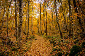 Fageda d'en Jordà beech forest, in autumn (Garrotxa, Catalonia, Spain, Pyrenees)