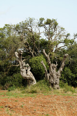 Gli effetti devastanti della Xylella, il batterio che sta uccidendo gli ulivi nel Salento...