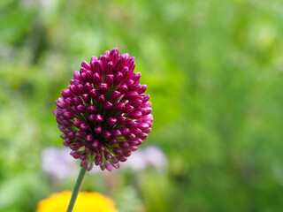 Allium Sphaerocephalon (Kugelköpfiger Lauch)