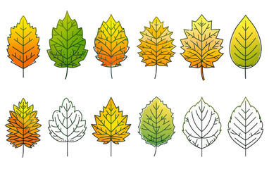 Obraz premium Watercolor, graphics, paintings, set of leaves, many different seasons, separated against a white, transparent background.