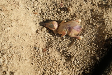 dead bee-eater chick