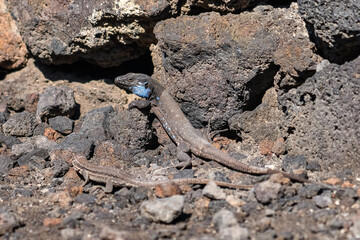 Blue-headed lizard, native to the island of La Palma, Canary Islands, Spain.