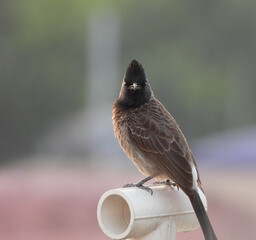 sparrow on a fence