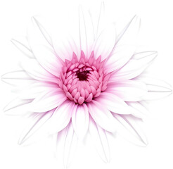 Fototapeta premium Delicate white dahlia blooms enchant with pristine petals. 