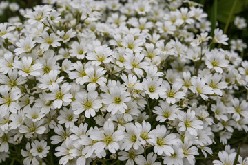 Little white flowers in the garden