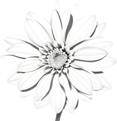 Delicate white dahlia blooms enchant with pristine petals. 