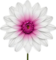 Obraz premium Delicate white dahlia blooms enchant with pristine petals. 