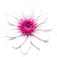 Fototapeta premium Delicate white dahlia blooms enchant with pristine petals. 