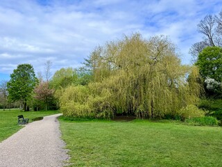 Weeping Willow in Spring: A majestic weeping willow, leaves freshly sprouted, overhangs a path in Vondelpark, providing shade and beauty.