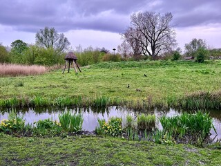 Serene Wetland Landscape: Tranquil waters bordered by vibrant spring flowers and grass, with birds and a backdrop of dense trees, in Vondelpark.