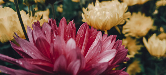 pink and yellow flower