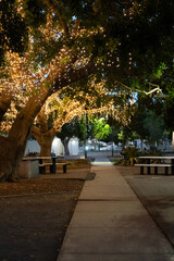 Pathway under trees illuminated with fairy lights