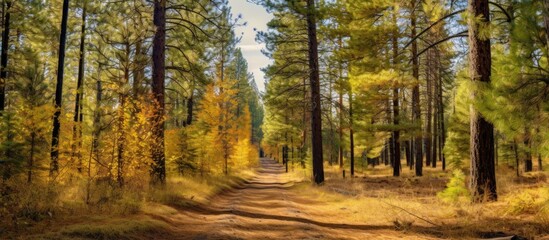 Fototapeta premium Autumnal Forest Path with Golden Hues