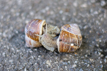 Two snails