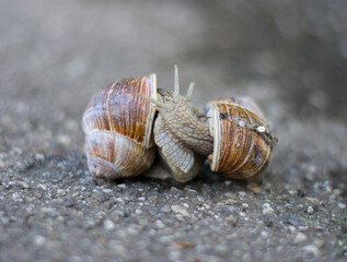 Two snails