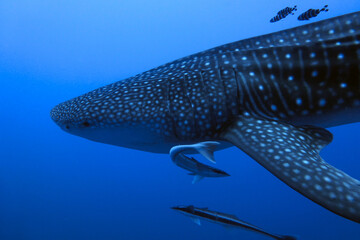 Whale Shark close shot - Redsea