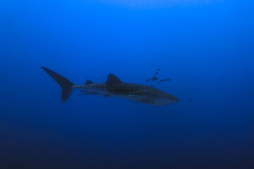 Fototapeta premium shark and diver