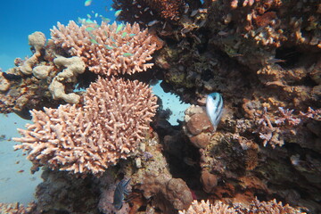 Coral Reef - Marine life - Redsea - Egypt