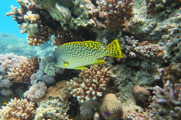 Coral Reef - Marine life - Redsea - Egypt
