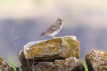 Ave sobre unas rocas en el campo, Cogujada montesina (Galerida theklae)