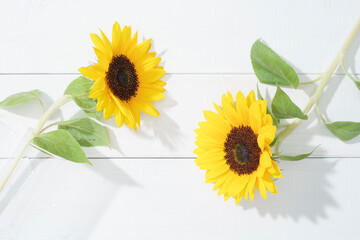 夏のヒマワリの背景ボード