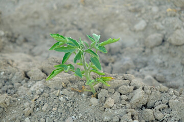 tomato seedling